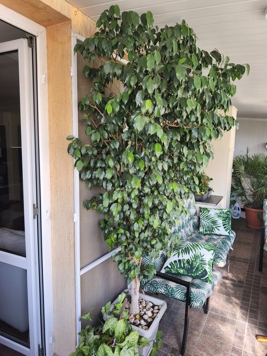 палма., многогодишна, Бенджамин