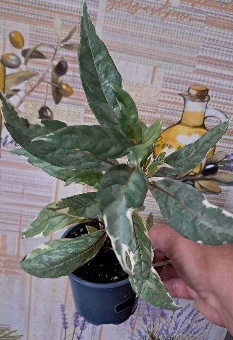 Комнатные цветы неприхотливые