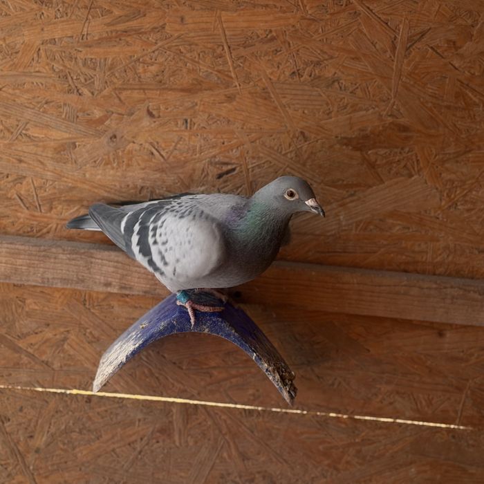 Porumbei voiajori fond-maraton