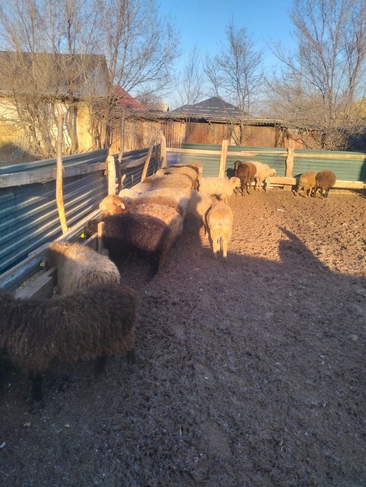 Тоқтылар сатылады