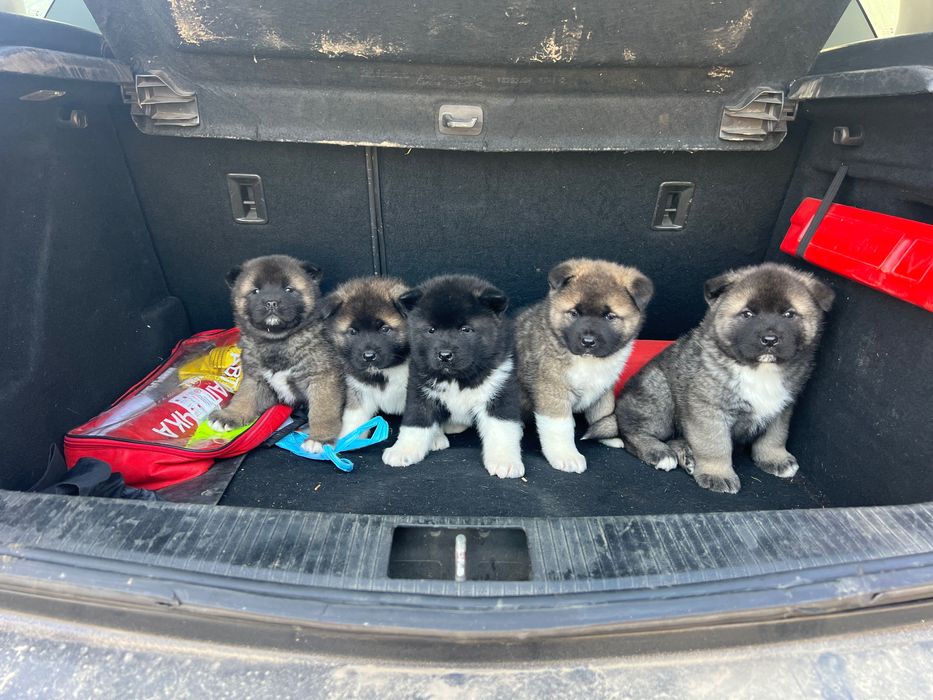 Американска акита