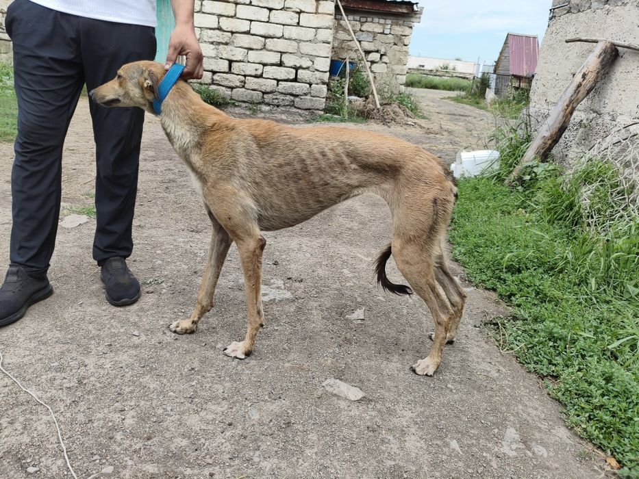 Продам 2 суки грейхаунд и хортая