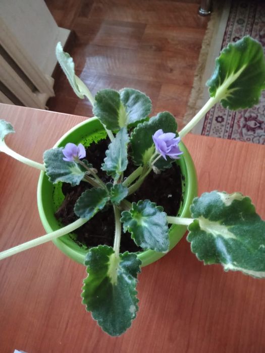 Продам фиалку и отростки