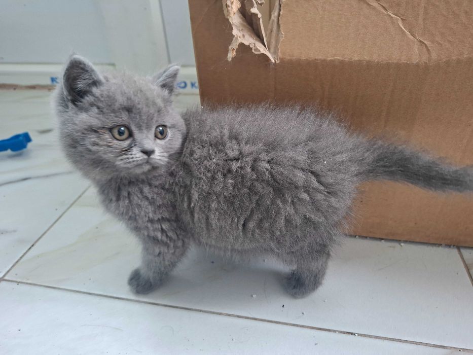 Британски котета