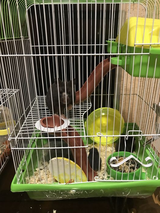 Продам хомяков  сирийский