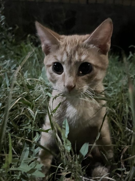 Кошка любит играть
