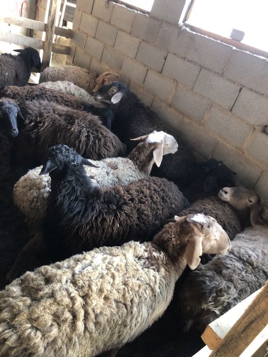 Қой/баран/тоқты/