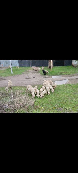 Продам Баран с ягнятами.