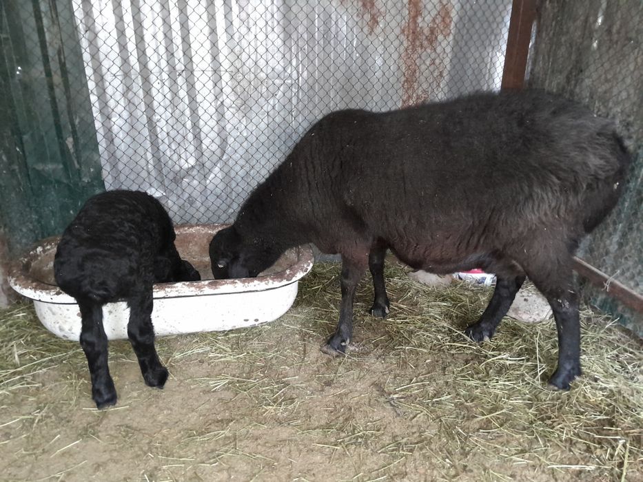 Ona bola quy sotiladi