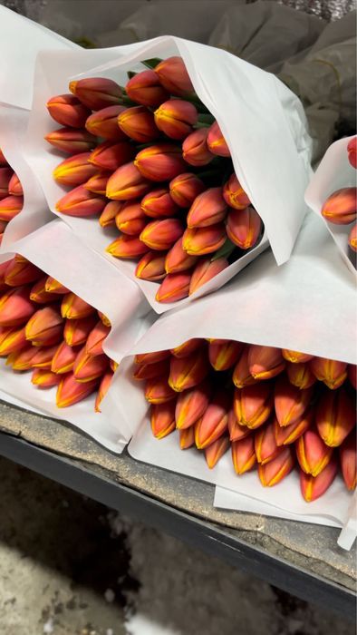 Голландские тюльпаны оптом