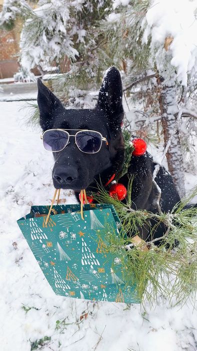 Кинолог ‐ дрессировка собак