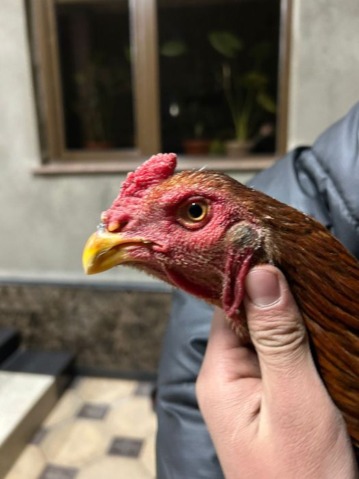 Дакан шоже сатылады 20.000