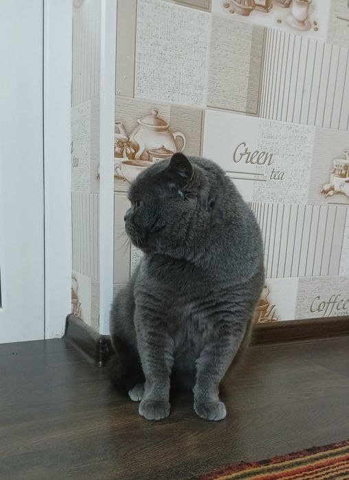 ВЯЗКА! Элитный, Крупный Британский кот —ОЧЕНЬ много котят по Ташкенту!