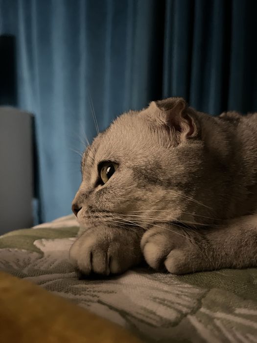 Шотландская кошка, 1,5 годика