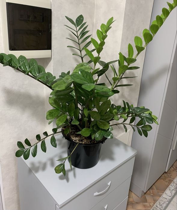 Комнатная растения, доллар!!!