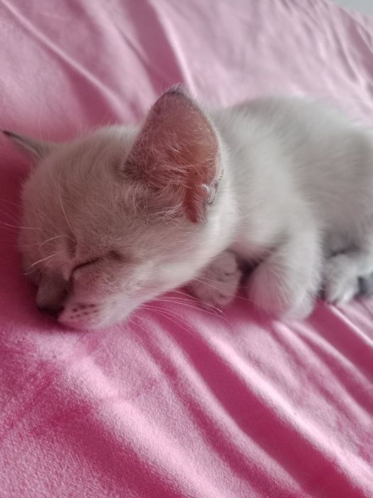Котенок девочка Юми 2 месяца