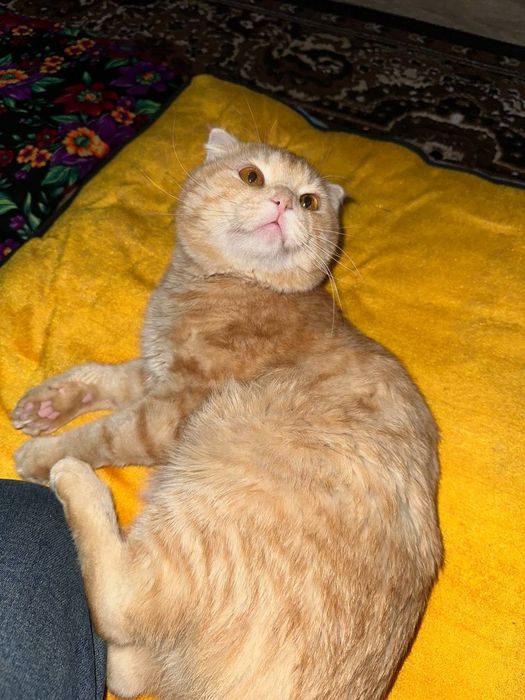 Mushuk, шотландский, кот, zotdor mushuk, Shotlandskiy.     KELISHILADI