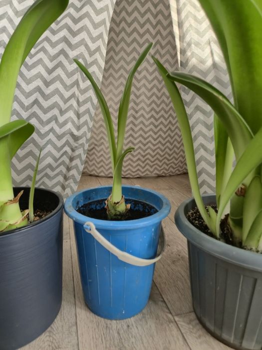 Гемантус белоцветковый