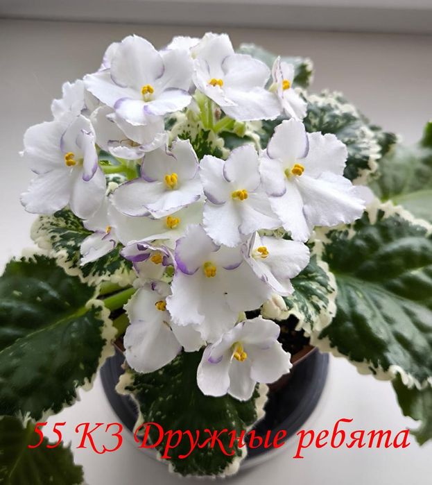 Сортовые комнатные фиалки