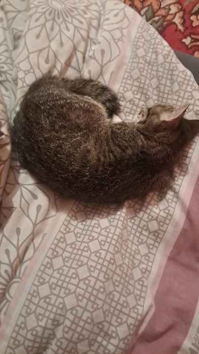 Пропала Кошка ищю срочнооо