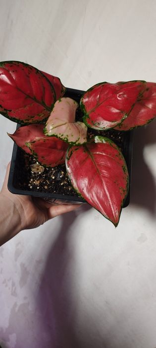 Разные Домашние цветы