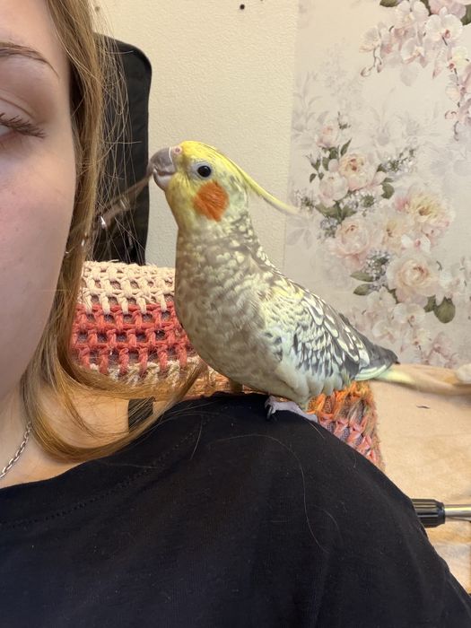 Продам попугая корелла, девочка