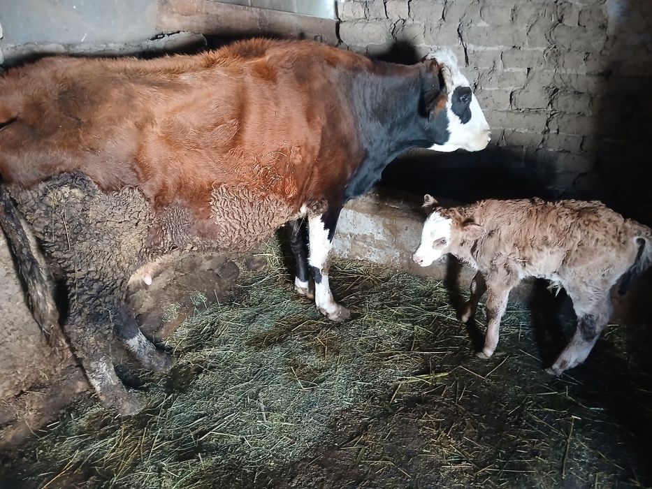 корова с телёнком