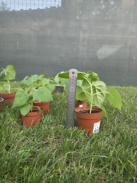 Paulownia tomentosa
