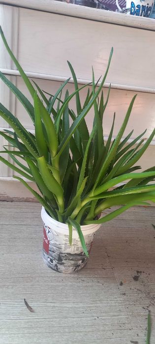 Aloe Vera 30-40 cm