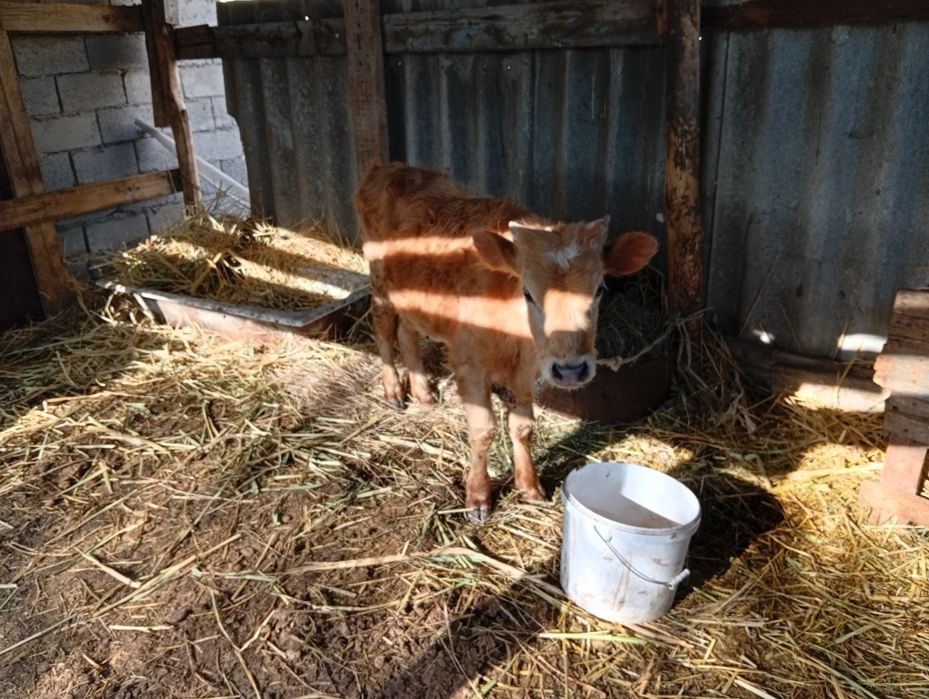 Бычок сатылады 235000