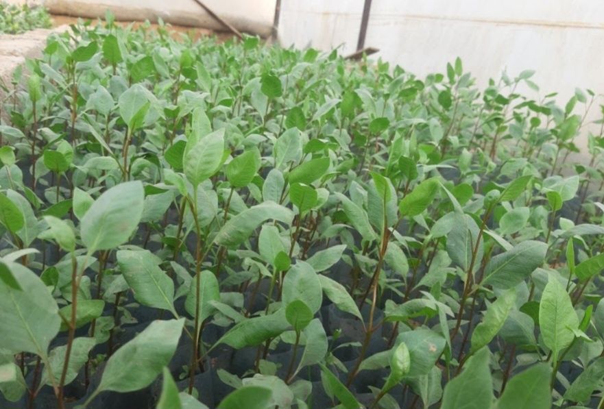 Киви ва хандон писта кучатлари бор 1 ва 3 йилликлари бор.  Нархи 50.00