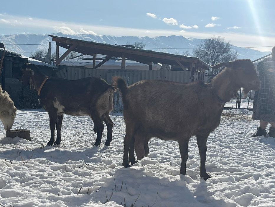 Буаз ешкылер сатылады 450 мын
