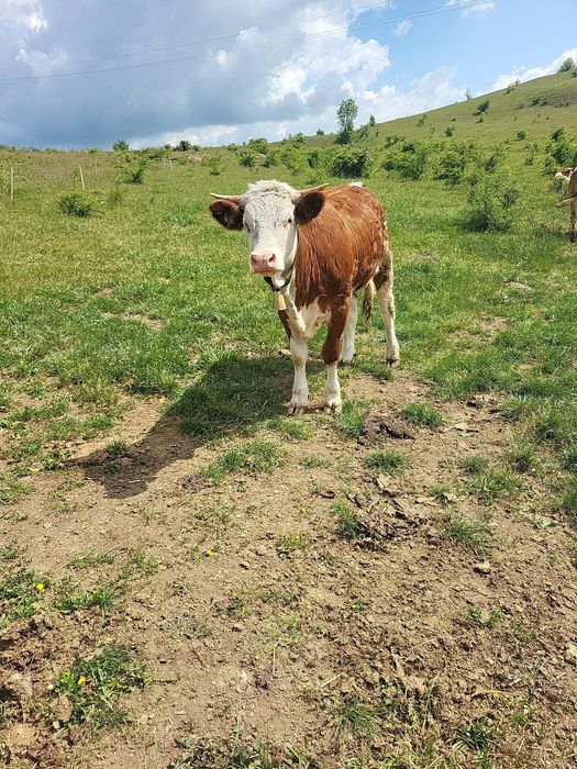 De vanzare jurinca buna de tinut