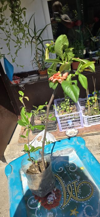 Продам садовые цветы