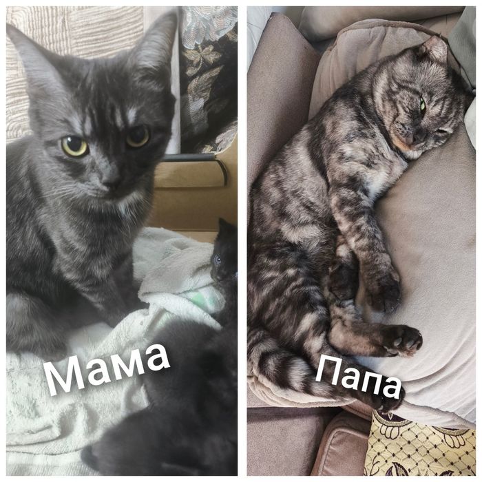 Котята породистые