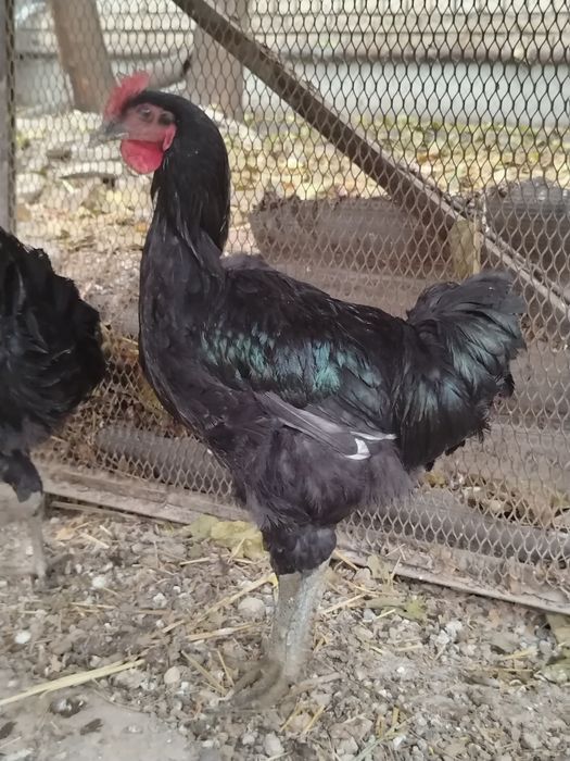 Qorashahzoda jo'ja xo'rozlar sotiladi