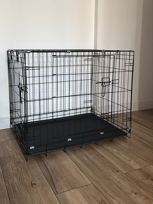 Русский спаниель мальчик