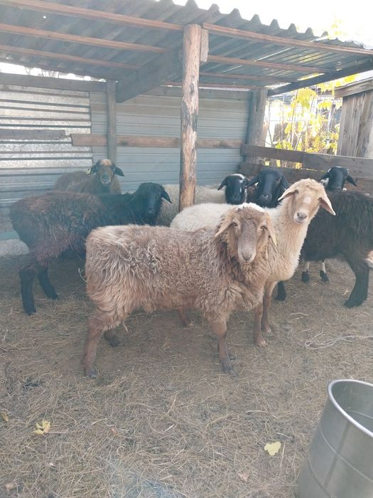Продам баран и токтушки.