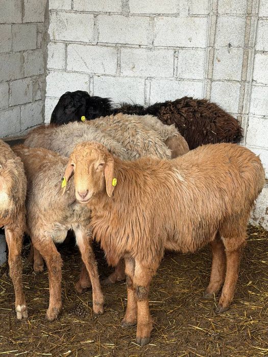 ЕДИЛБАЙ ЗОТДОР кози койлар сотилади оптим 1-кул