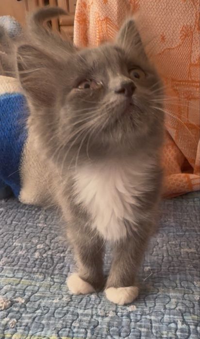 Котенок 1,5 месяца девочка