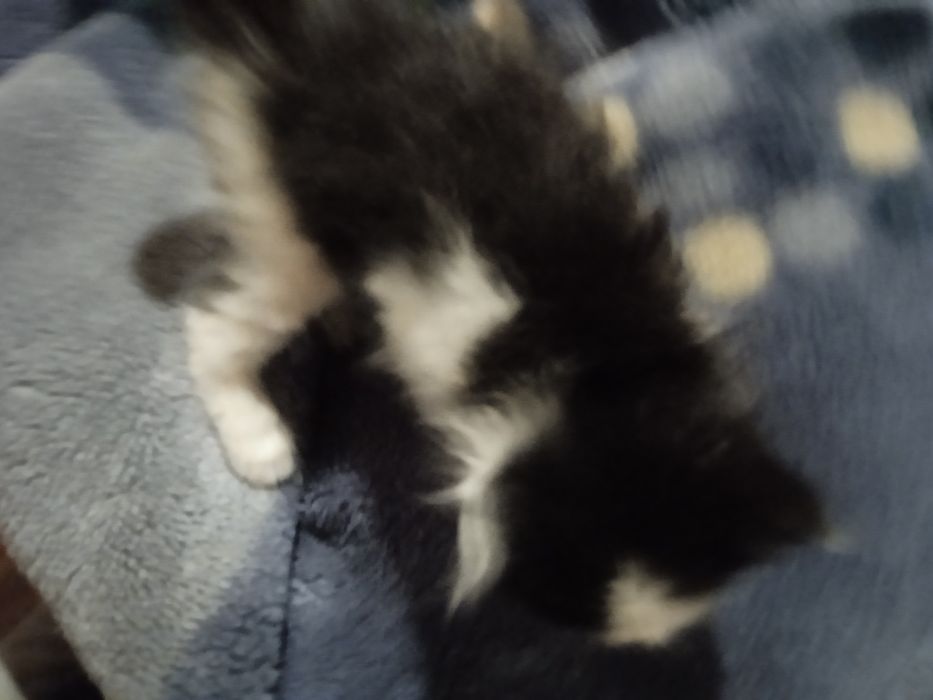 Отдам котят даром