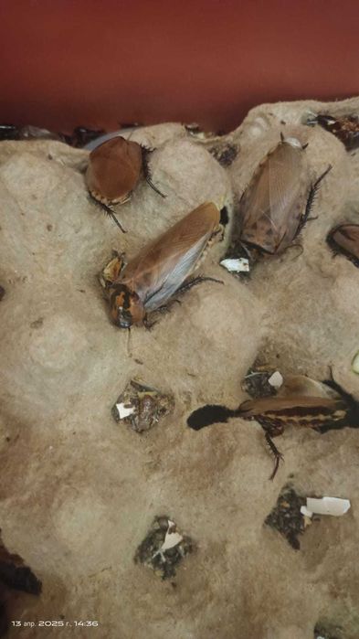 Кормовой Шеститочечный таракан