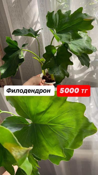 Филодендрон.