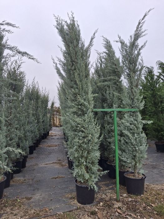 Stoc nou de plante ornamentale