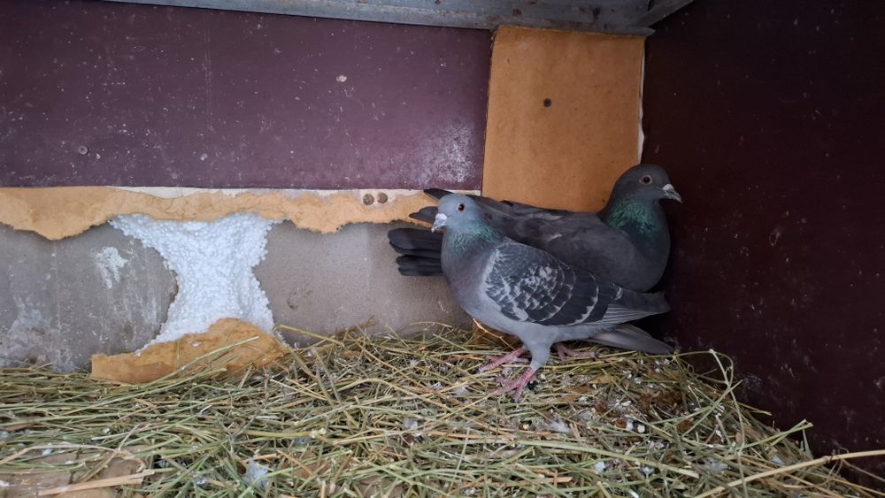 Дикие голуби  777