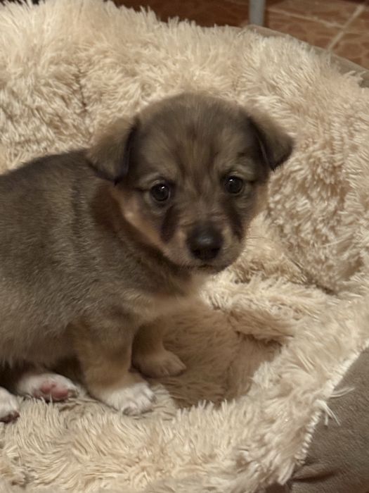 Отдам щеночка в добрые руки