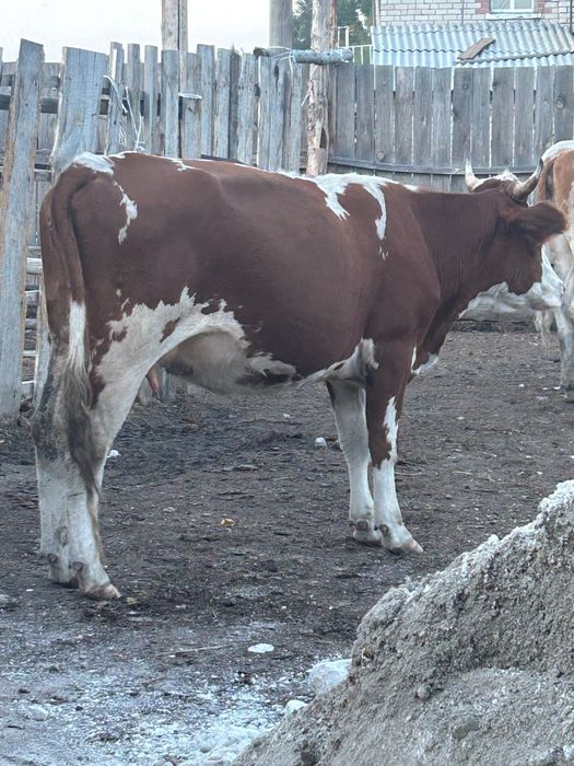 Құнажын, тайынша . Продам первотелку и нетель