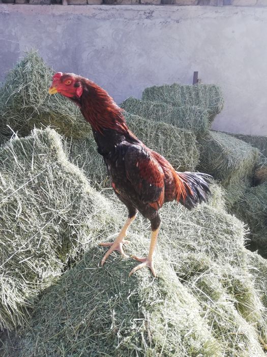 Продаётся о Шамо