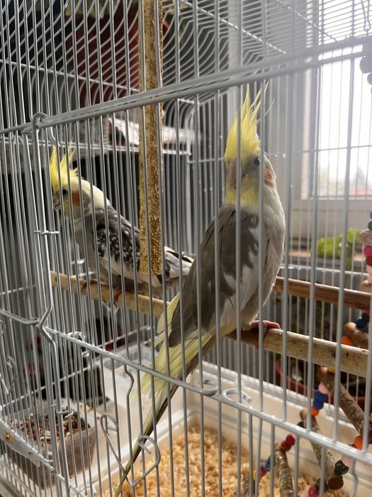 Pereche nimfe tinere + cușcă și mâncare incluse