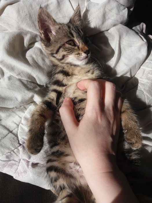 Отдам котенка в добрые руки